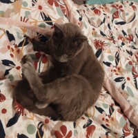 visites de chats à domicile sur Soisy-sous-Montmorency, Eaubonne, Enghien-les-Bains 214 3413074045