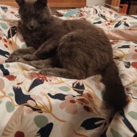 visites de chats à domicile sur Soisy-sous-Montmorency, Eaubonne, Enghien-les-Bains 213 3421151286