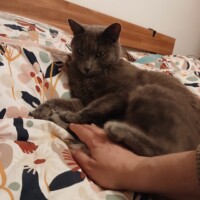 visites de chats à domicile sur Soisy-sous-Montmorency, Eaubonne, Enghien-les-Bains 212 3873505696