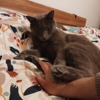 visites de chats à domicile sur Soisy-sous-Montmorency, Eaubonne, Enghien-les-Bains 211 1268269274