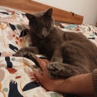 visites de chats à domicile sur Soisy-sous-Montmorency, Eaubonne, Enghien-les-Bains 210 2973742274