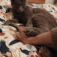 visites de chats à domicile sur Soisy-sous-Montmorency, Eaubonne, Enghien-les-Bains 209 3950700468