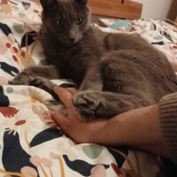 visites de chats à domicile sur Soisy-sous-Montmorency, Eaubonne, Enghien-les-Bains 208 71022479