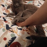 visites de chats à domicile sur Soisy-sous-Montmorency, Eaubonne, Enghien-les-Bains 207 3508712625