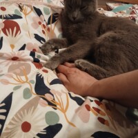 visites de chats à domicile sur Soisy-sous-Montmorency, Eaubonne, Enghien-les-Bains 206 1545353616