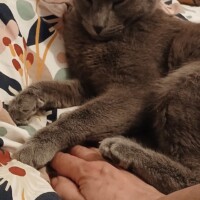 visites de chats à domicile sur Soisy-sous-Montmorency, Eaubonne, Enghien-les-Bains 205 4049959146