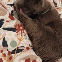 visites de chats à domicile sur Soisy-sous-Montmorency, Eaubonne, Enghien-les-Bains 204 1780936010