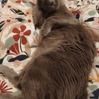 visites de chats à domicile sur Soisy-sous-Montmorency, Eaubonne, Enghien-les-Bains 203 2273832127