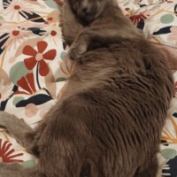 visites de chats à domicile sur Soisy-sous-Montmorency, Eaubonne, Enghien-les-Bains 202 4018080493