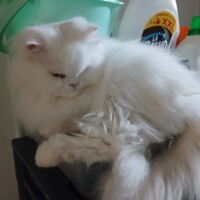 visites de chats à domicile sur Soisy-sous-Montmorency, Eaubonne, Enghien-les-Bains 201 703947241