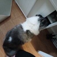 visites de chats à domicile sur Soisy-sous-Montmorency, Eaubonne, Enghien-les-Bains 200 2608561173