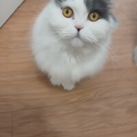 visites de chats à domicile sur Soisy-sous-Montmorency, Eaubonne, Enghien-les-Bains 199 2673859428