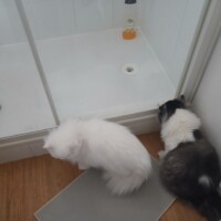 visites de chats à domicile sur Soisy-sous-Montmorency, Eaubonne, Enghien-les-Bains 198 3668103936