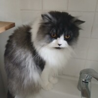 visites de chats à domicile sur Soisy-sous-Montmorency, Eaubonne, Enghien-les-Bains 197 2864391204