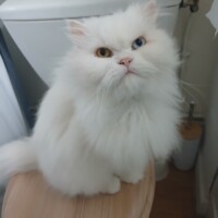 visites de chats à domicile sur Soisy-sous-Montmorency, Eaubonne, Enghien-les-Bains 196 3587213327