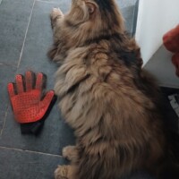 visites de chats à domicile sur Soisy-sous-Montmorency, Eaubonne, Enghien-les-Bains 194 4024187026