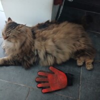 visites de chats à domicile sur Soisy-sous-Montmorency, Eaubonne, Enghien-les-Bains 193 3629453995