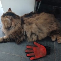 visites de chats à domicile sur Soisy-sous-Montmorency, Eaubonne, Enghien-les-Bains 192 523431697