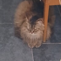 visites de chats à domicile sur Soisy-sous-Montmorency, Eaubonne, Enghien-les-Bains 191 538347496