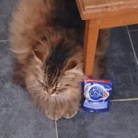 visites de chats à domicile sur Soisy-sous-Montmorency, Eaubonne, Enghien-les-Bains 190 1770996321