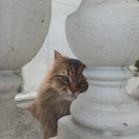 visites de chats à domicile sur Soisy-sous-Montmorency, Eaubonne, Enghien-les-Bains 189 505496607