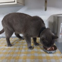 visites de chats à domicile sur Soisy-sous-Montmorency, Eaubonne, Enghien-les-Bains 188 3360847518