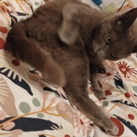 visites de chats à domicile sur Soisy-sous-Montmorency, Eaubonne, Enghien-les-Bains 187 1264940635
