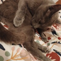 visites de chats à domicile sur Soisy-sous-Montmorency, Eaubonne, Enghien-les-Bains 186 2935512851