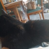 visites de chats à domicile sur Soisy-sous-Montmorency, Eaubonne, Enghien-les-Bains 185 2599642061