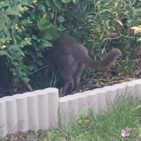 visites de chats à domicile sur Soisy-sous-Montmorency, Eaubonne, Enghien-les-Bains 184 1428755533