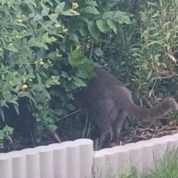 visites de chats à domicile sur Soisy-sous-Montmorency, Eaubonne, Enghien-les-Bains 183 1356260518