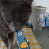 visites de chats à domicile sur Soisy-sous-Montmorency, Eaubonne, Enghien-les-Bains 182 3744507903
