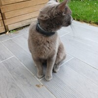 visites de chats à domicile sur Soisy-sous-Montmorency, Eaubonne, Enghien-les-Bains 181 2788127689