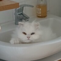 visites de chats à domicile sur Soisy-sous-Montmorency, Eaubonne, Enghien-les-Bains 180 3187188740