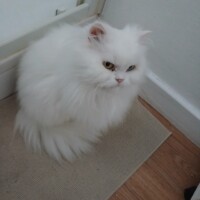visites de chats à domicile sur Soisy-sous-Montmorency, Eaubonne, Enghien-les-Bains 178 807629082