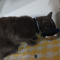visites de chats à domicile sur Soisy-sous-Montmorency, Eaubonne, Enghien-les-Bains 175 3357096194