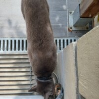 visites de chats à domicile sur Soisy-sous-Montmorency, Eaubonne, Enghien-les-Bains 174 3200428954