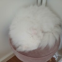 visites de chats à domicile sur Soisy-sous-Montmorency, Eaubonne, Enghien-les-Bains 172 3367675988