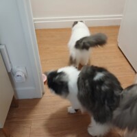 visites de chats à domicile sur Soisy-sous-Montmorency, Eaubonne, Enghien-les-Bains 171 77136541