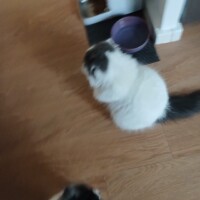 visites de chats à domicile sur Soisy-sous-Montmorency, Eaubonne, Enghien-les-Bains 170 5778480