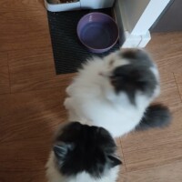 visites de chats à domicile sur Soisy-sous-Montmorency, Eaubonne, Enghien-les-Bains 169 3160147763