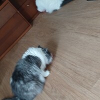 visites de chats à domicile sur Soisy-sous-Montmorency, Eaubonne, Enghien-les-Bains 168 3383354918