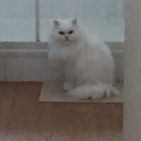 visites de chats à domicile sur Soisy-sous-Montmorency, Eaubonne, Enghien-les-Bains 167 524795990