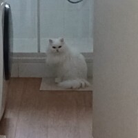 visites de chats à domicile sur Soisy-sous-Montmorency, Eaubonne, Enghien-les-Bains 166 1381783695