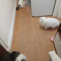 visites de chats à domicile sur Soisy-sous-Montmorency, Eaubonne, Enghien-les-Bains 165 2955711018