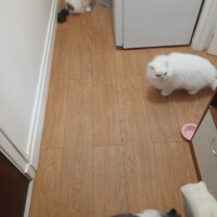 visites de chats à domicile sur Soisy-sous-Montmorency, Eaubonne, Enghien-les-Bains 164 391220728