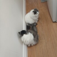 visites de chats à domicile sur Soisy-sous-Montmorency, Eaubonne, Enghien-les-Bains 163 3800439078