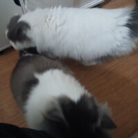 visites de chats à domicile sur Soisy-sous-Montmorency, Eaubonne, Enghien-les-Bains 162 4291040016