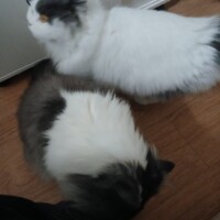 visites de chats à domicile sur Soisy-sous-Montmorency, Eaubonne, Enghien-les-Bains 161 3636541193