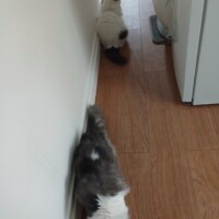 visites de chats à domicile sur Soisy-sous-Montmorency, Eaubonne, Enghien-les-Bains 160 4257112708
